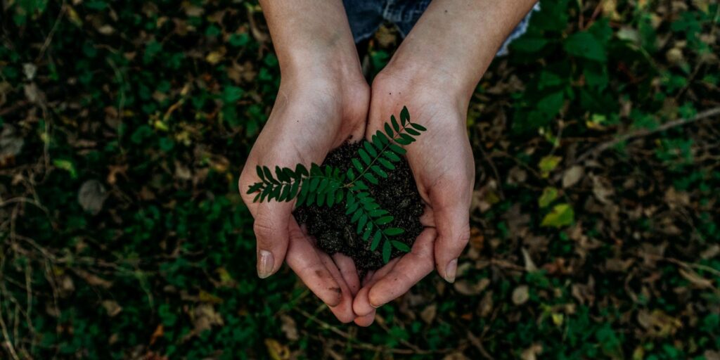 Manos que sostienen una planta pequeña